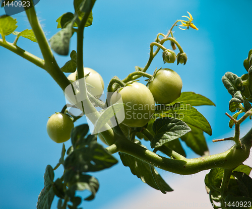 Image of Green tomatoes on vine