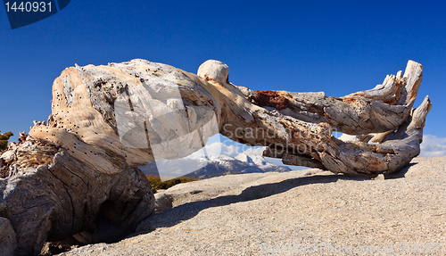 Image of Gnarled trunk frames distant Sierra peaks