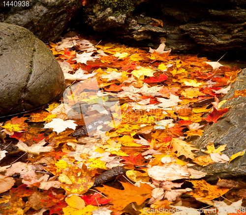 Image of Fall leaves in river