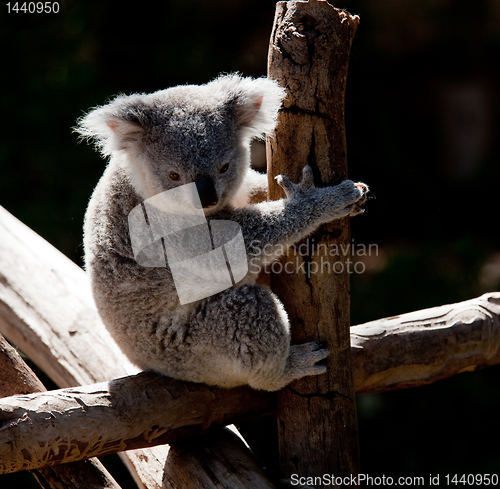 Image of Koala Bear cuddling on a branch