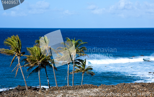 Image of Windswept palm trees by raging ocean