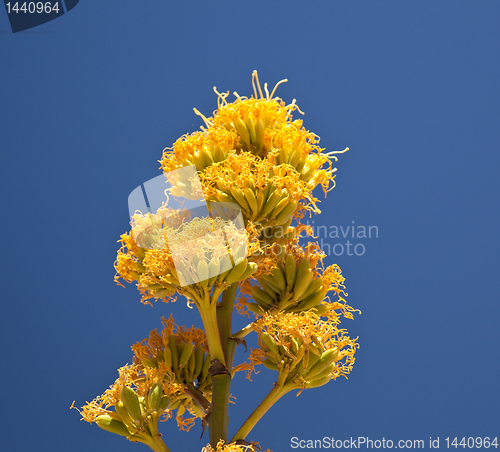 Image of Century plants bloom in desert