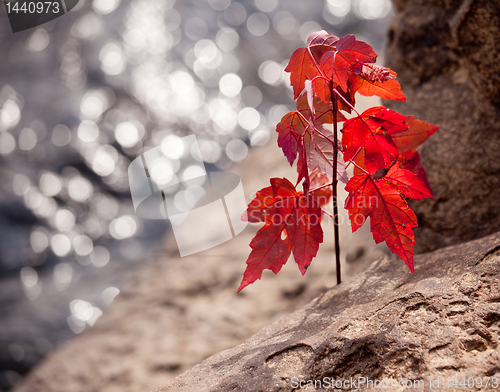 Image of Red maple seedling by river