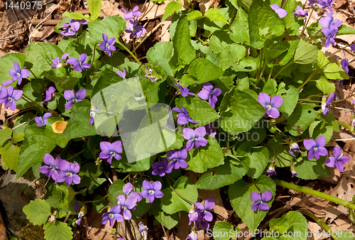 Image of Violets growing wild in forest