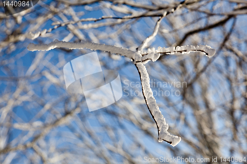 Image of Bare trees covered in snow on skyline