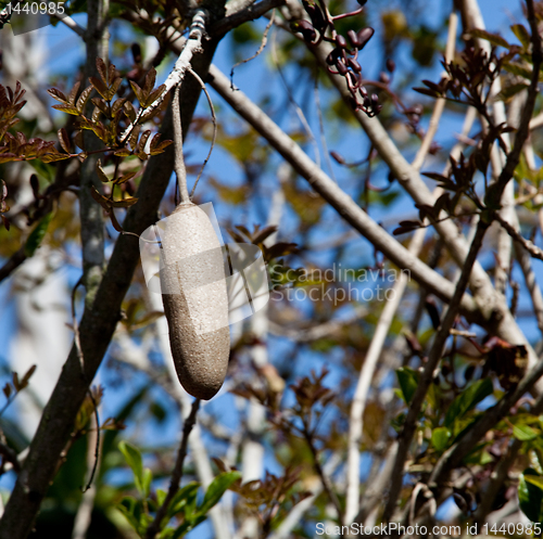 Image of Sausage tree fruit