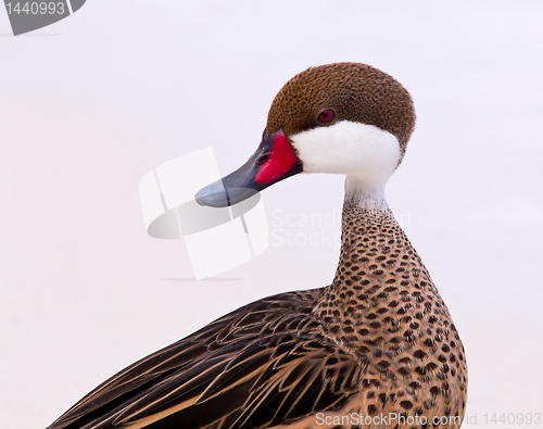 Image of Bahama duck on sandy beach