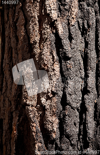 Image of Close up of burnt tree trunk