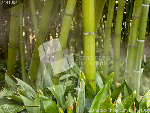 Image of Misty bamboo stems