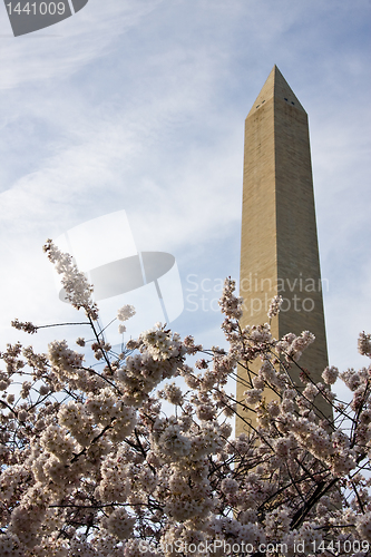 Image of Washington Monument underpinned with Cherry Blossoms