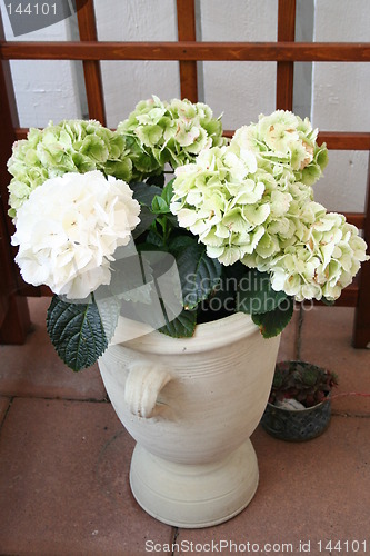 Image of Hydrangea