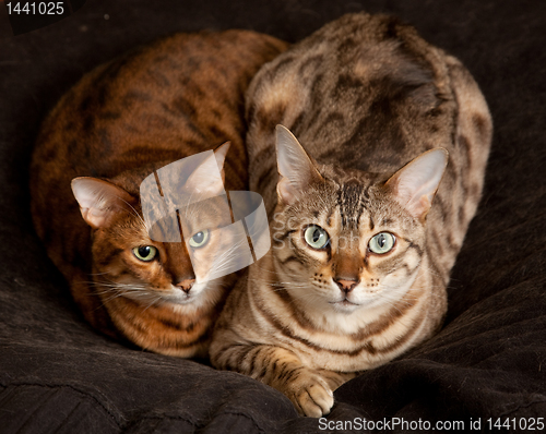Image of Pair of Bengal Kittens on seat