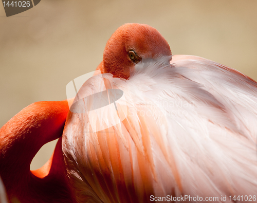 Image of Pink Flamingo staring