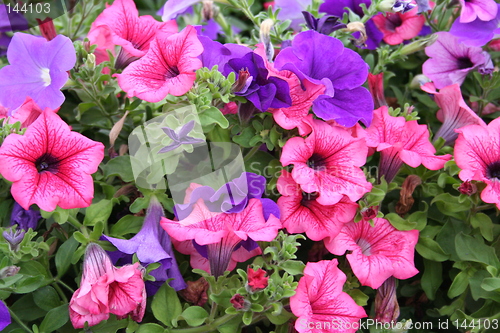 Image of Petunias in two colours