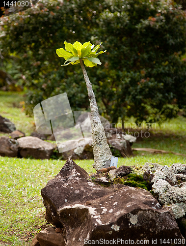 Image of Alula plant in Kauai