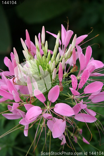 Image of Lovely pink flower