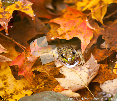 Image of Frog deep in fall leaves