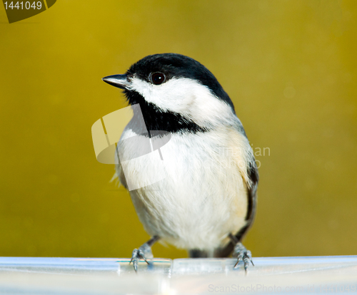 Image of Black capped chickadee on feeding tray