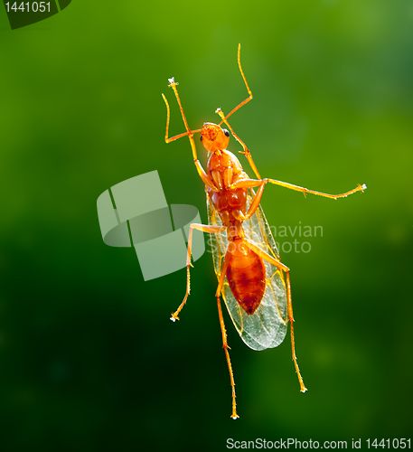 Image of Male worker carpenter ant from below