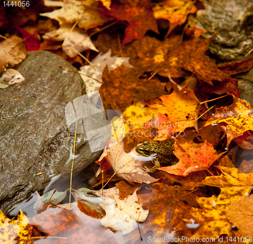 Image of Frog deep in fall leaves