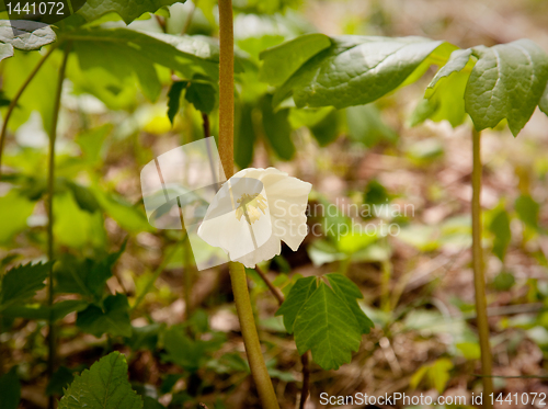 Image of White trillium in forest