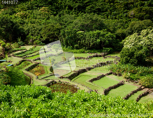 Image of Terraced agriculture on Kauai