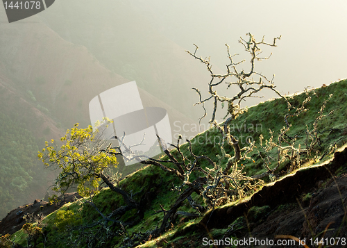 Image of Yellow lichen on tree twigs