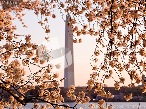 Image of Cherry Blossom and Washington Monument