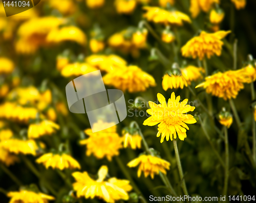 Image of Wilted Chrysanthemum