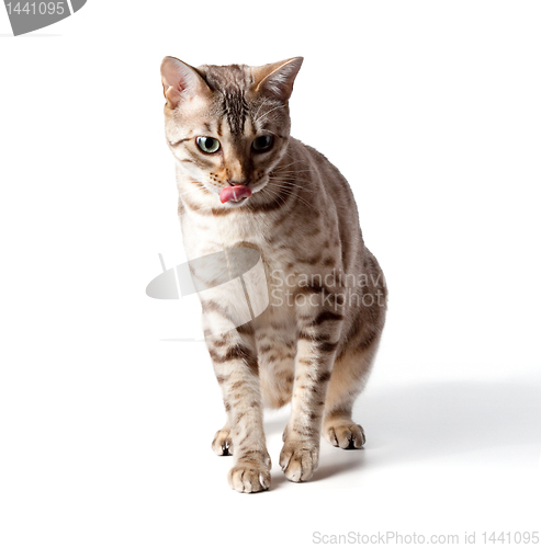 Image of Cream colored bengal tiger cat