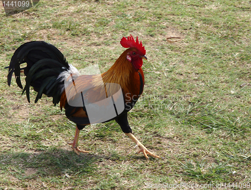 Image of Cockerel on Kauai