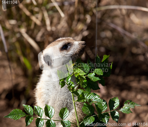 Image of Small Meerkat peeping around leaves