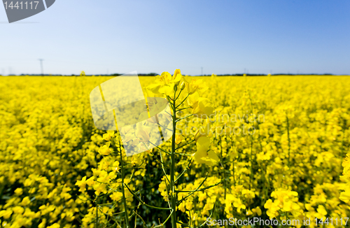 Image of Oilseed rape blossoms