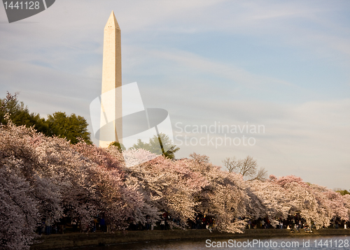 Image of Washington Monument with cherry blossom