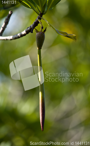 Image of Seed pod of mangrove tree