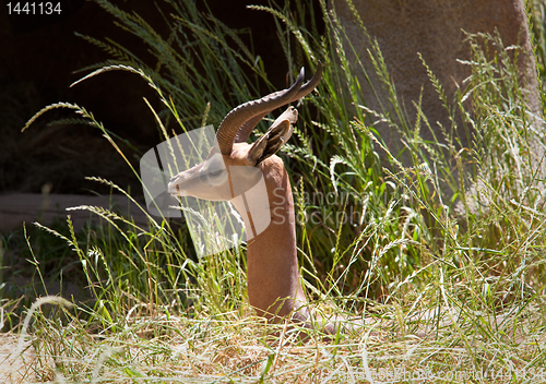 Image of Waller's Gazelle