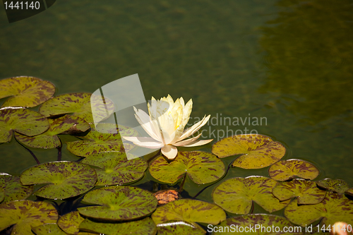 Image of Water lily on edge of leaves