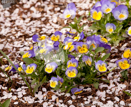 Image of Cherry blossom petals landing among violas 