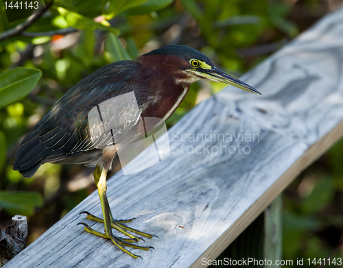 Image of Green Heron on fence