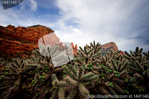 Image of Cactus against red rocks