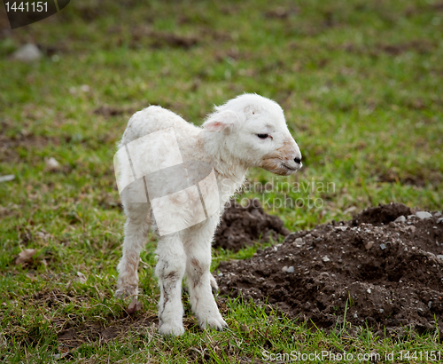 Image of Single new born lamb