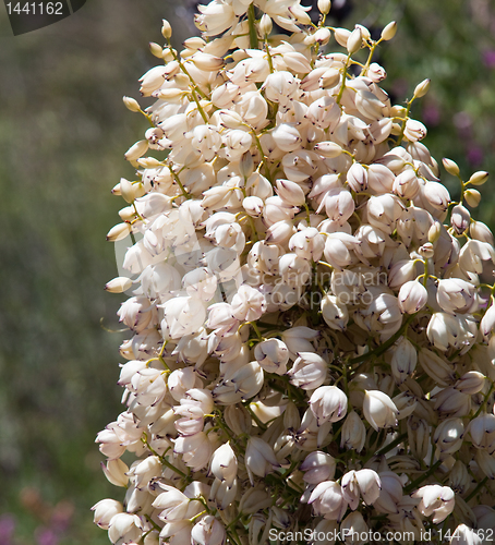 Image of Mojave Yucca blossoms