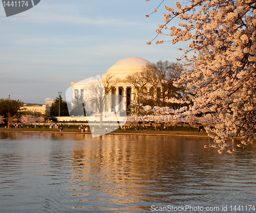 Image of Jefferson Memorial behind cherry blossom