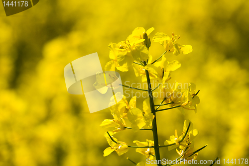 Image of Oilseed rape blossoms
