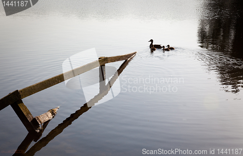 Image of Ducks and ducklings swim past submerged fence