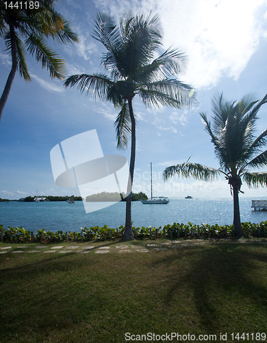 Image of Palm trees by ocean