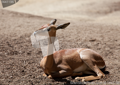 Image of Waller's Gazelle