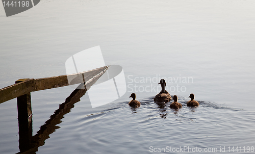 Image of Ducks and ducklings swim by fence in lake