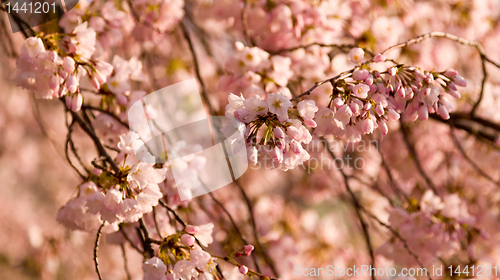 Image of Cherry Blossom Trees by Tidal Basin
