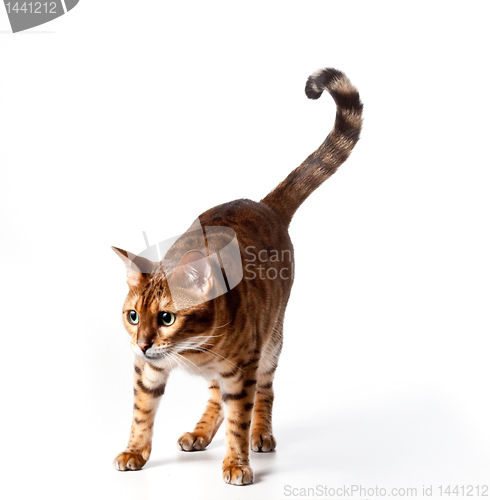 Image of Bengal Tiger Cat staring at invible object